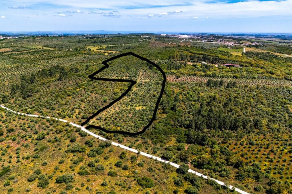 Terreno Olival do Padre Bacalhau - Oportunidade em Borba